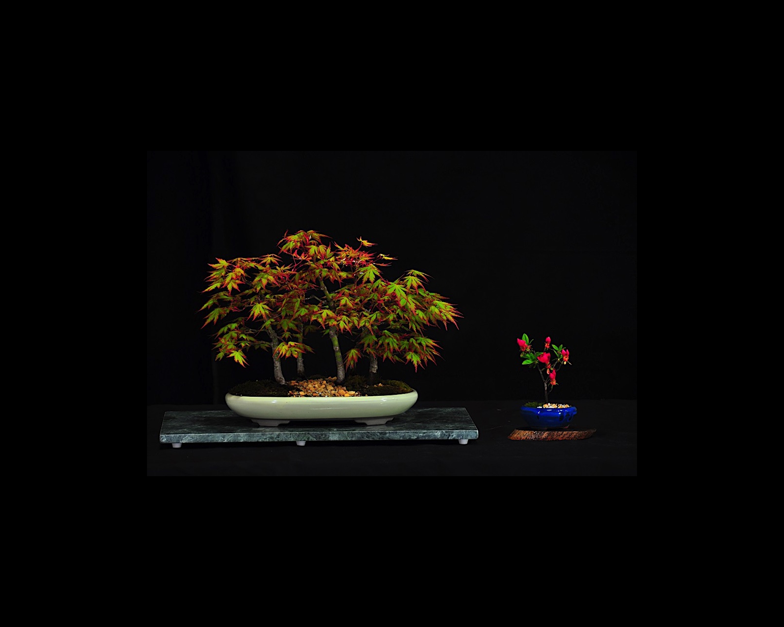42 Japanese Maple