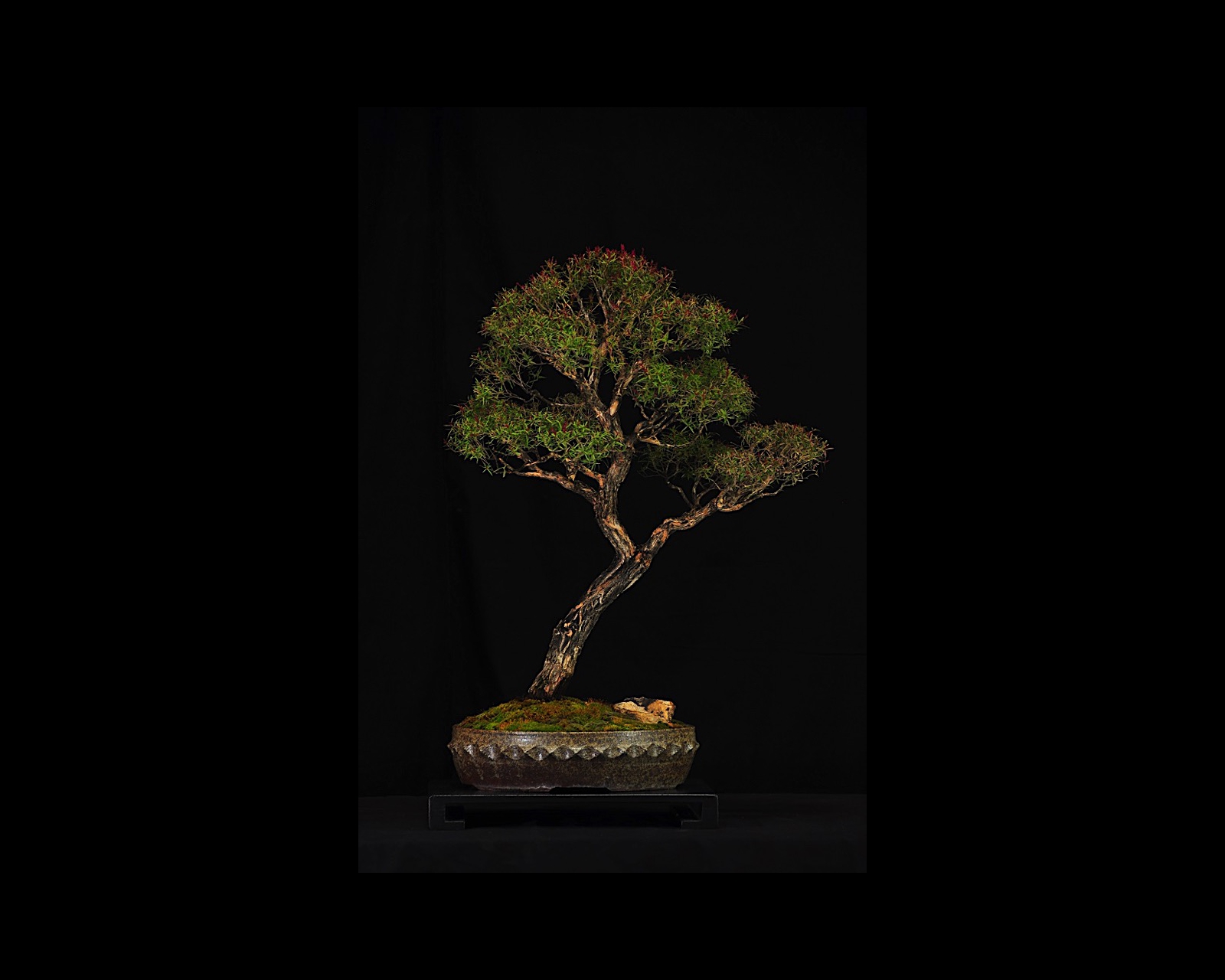 43 Leptospermum Copper Sheen