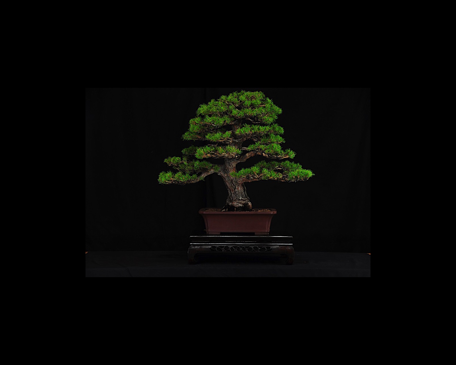 44 Scotts Pine