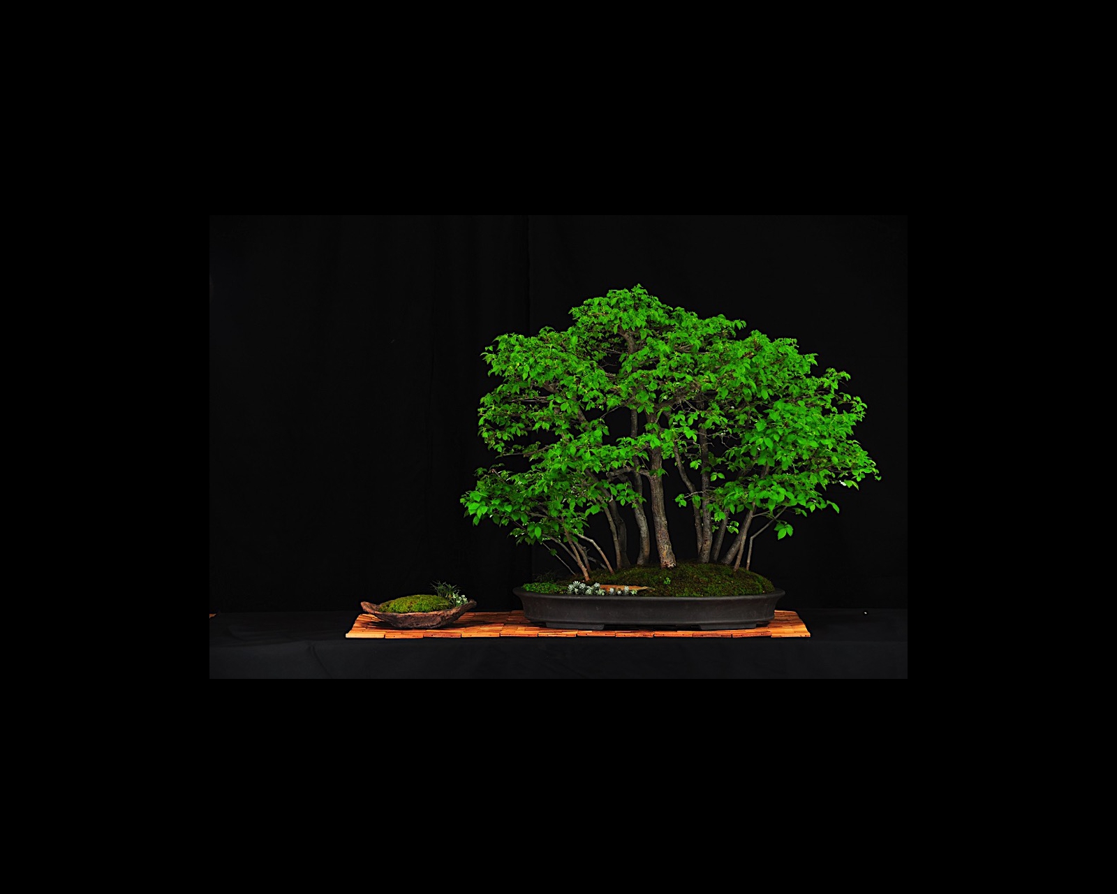 45 Small Leaved or Field Elm