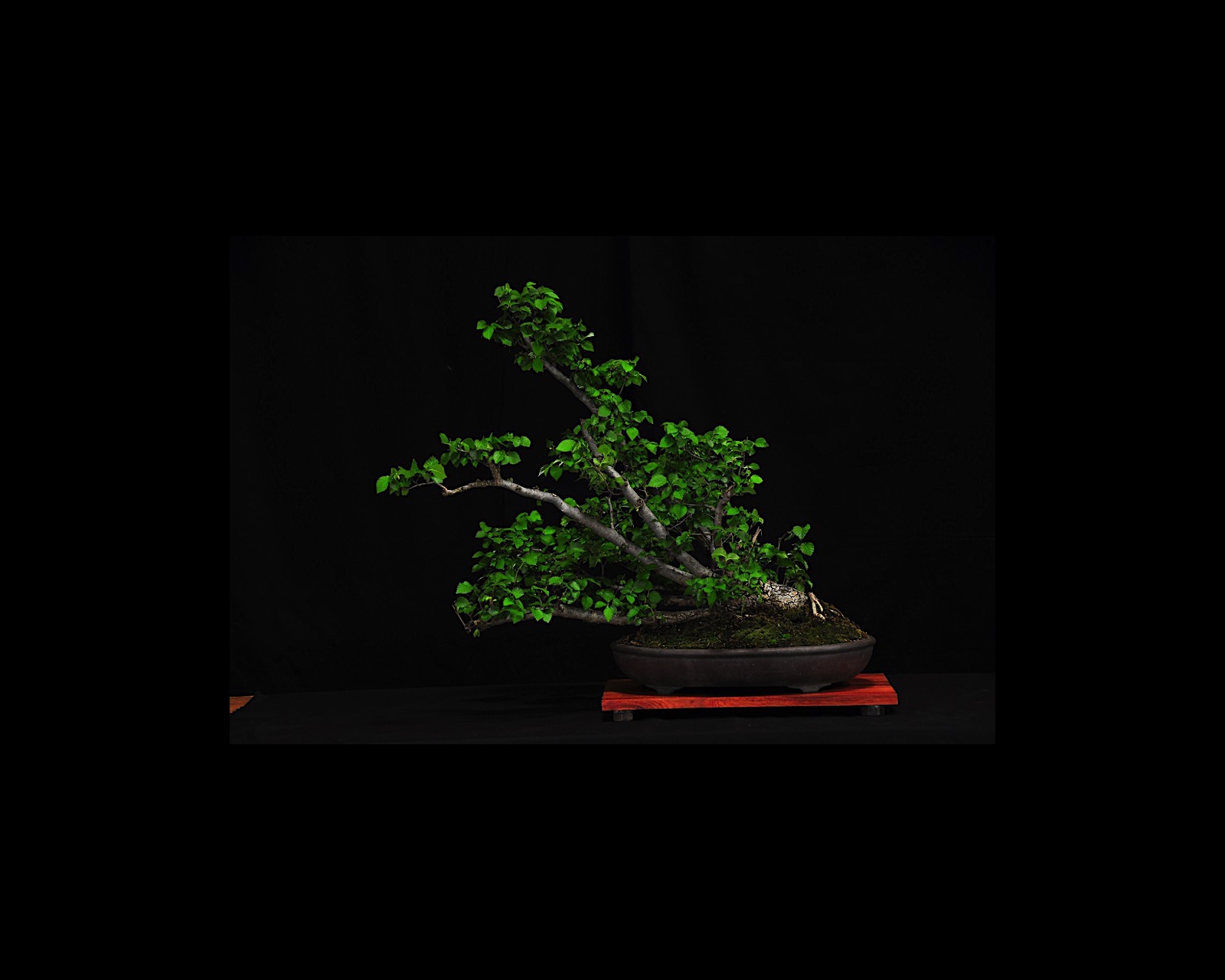 46 English Elm
