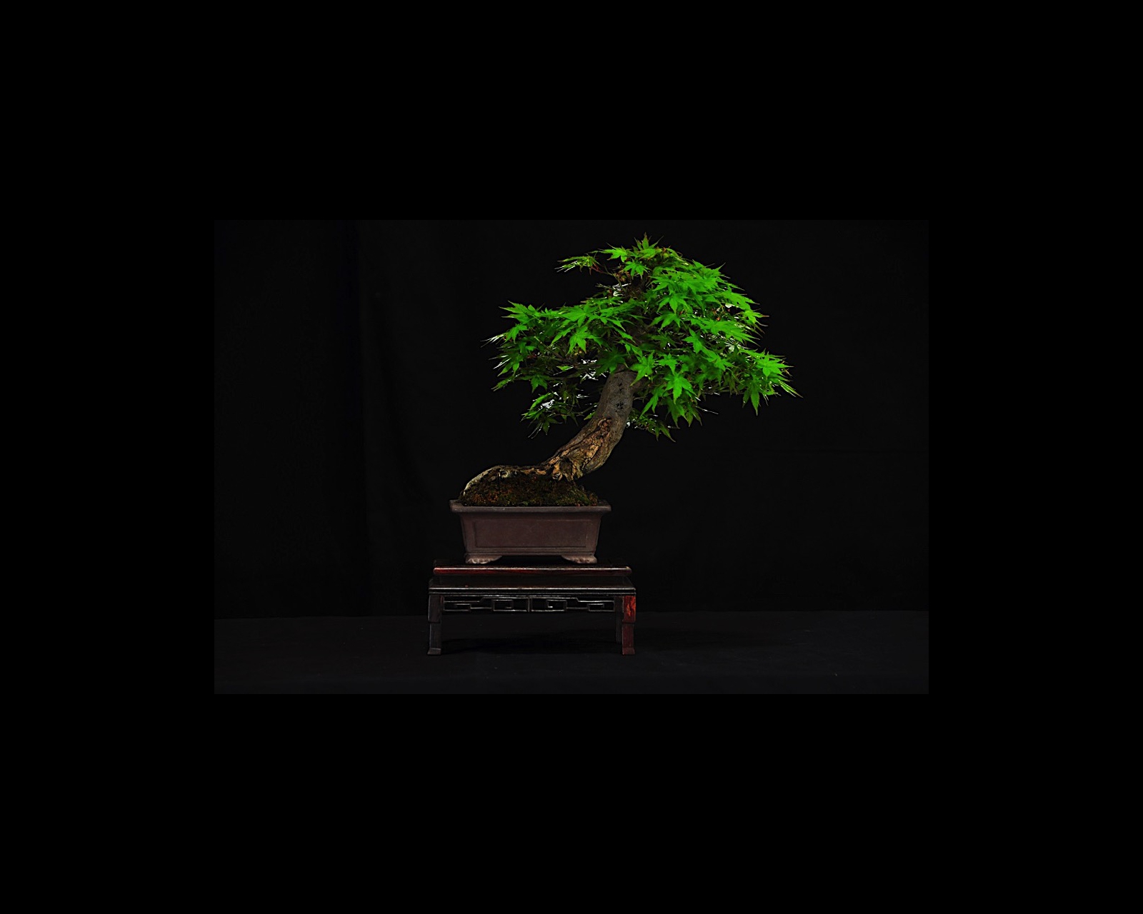 47 GG Japanese Maple