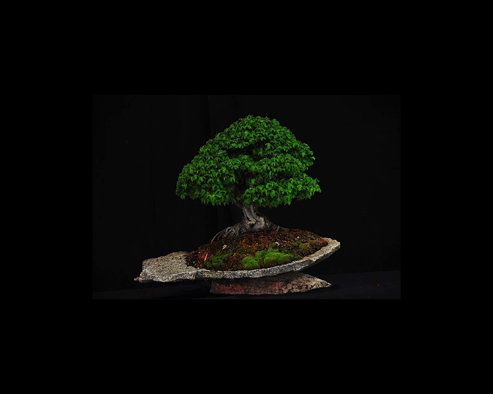 53 Siberian Elm