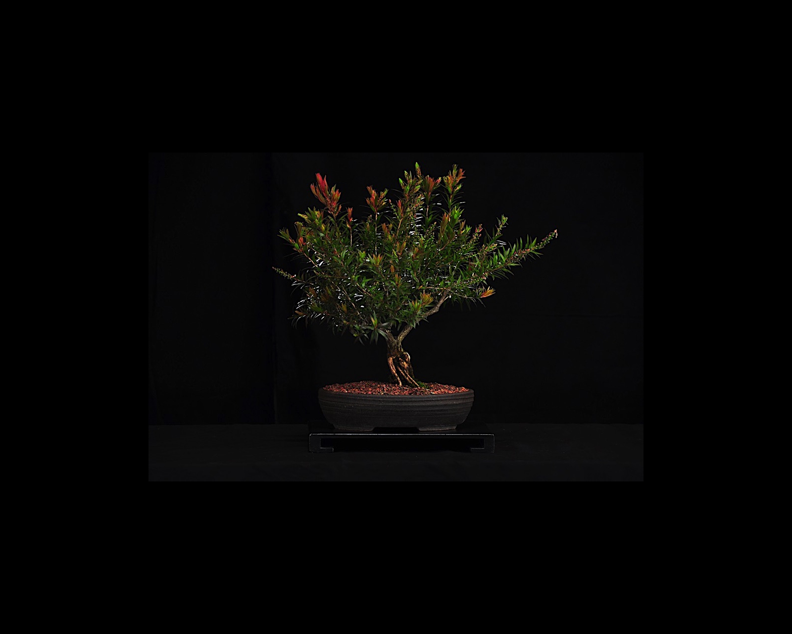 55 Bottlebrush