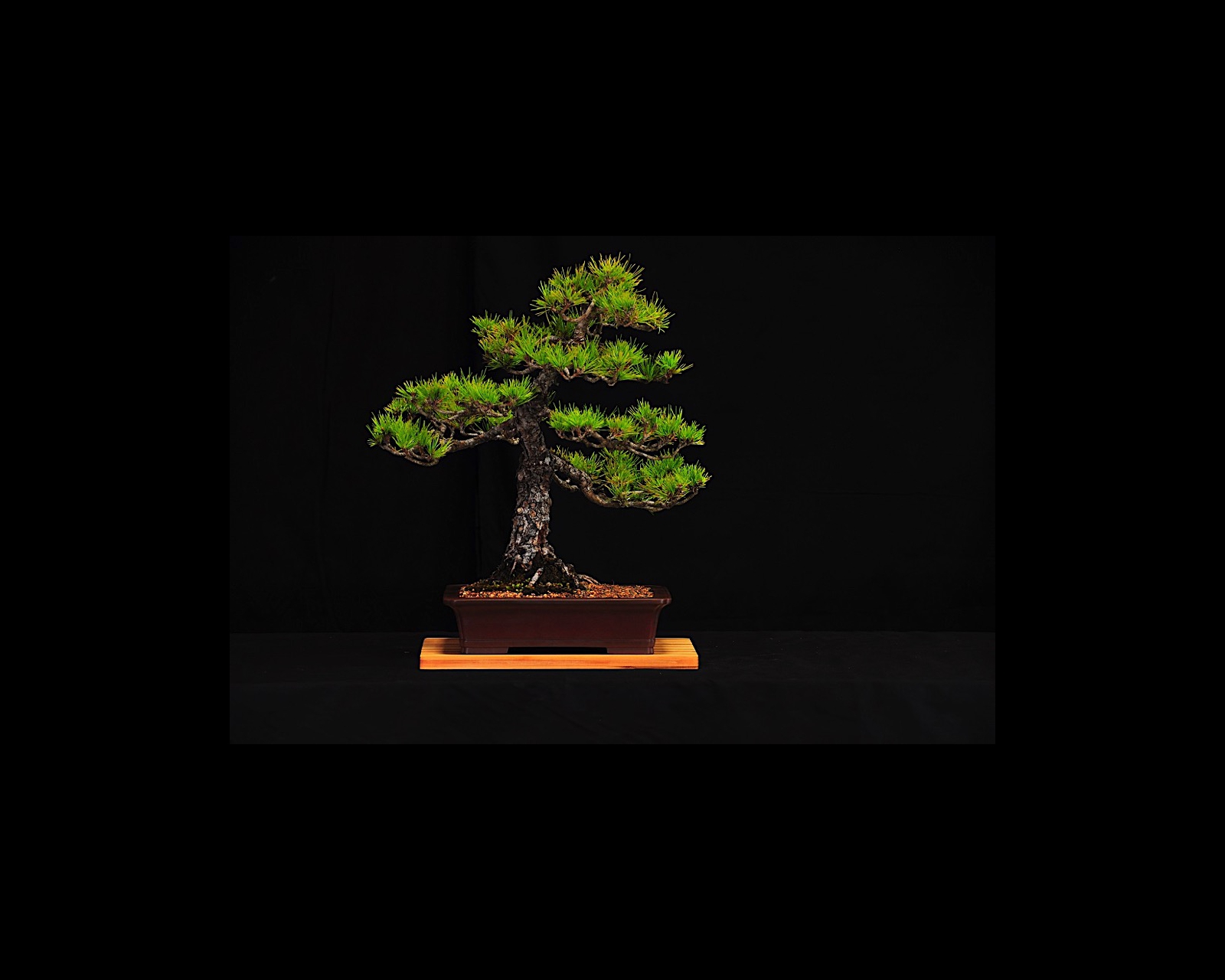 57 Japanese Black Pine