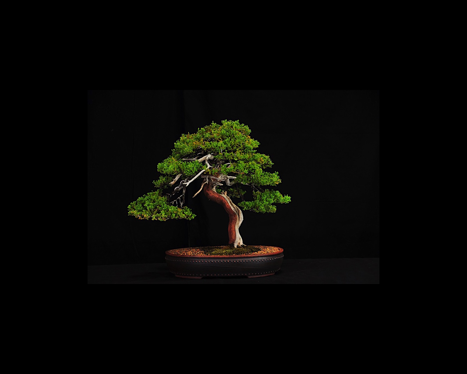 58 Himilayan Juniper