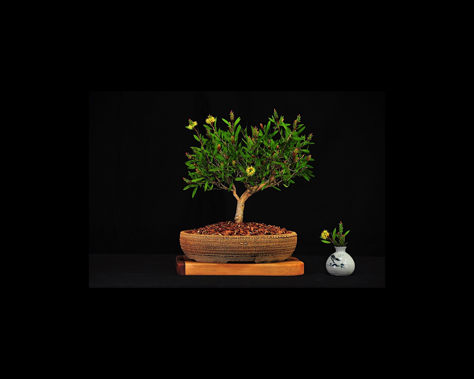 59 LS Bottlebrush