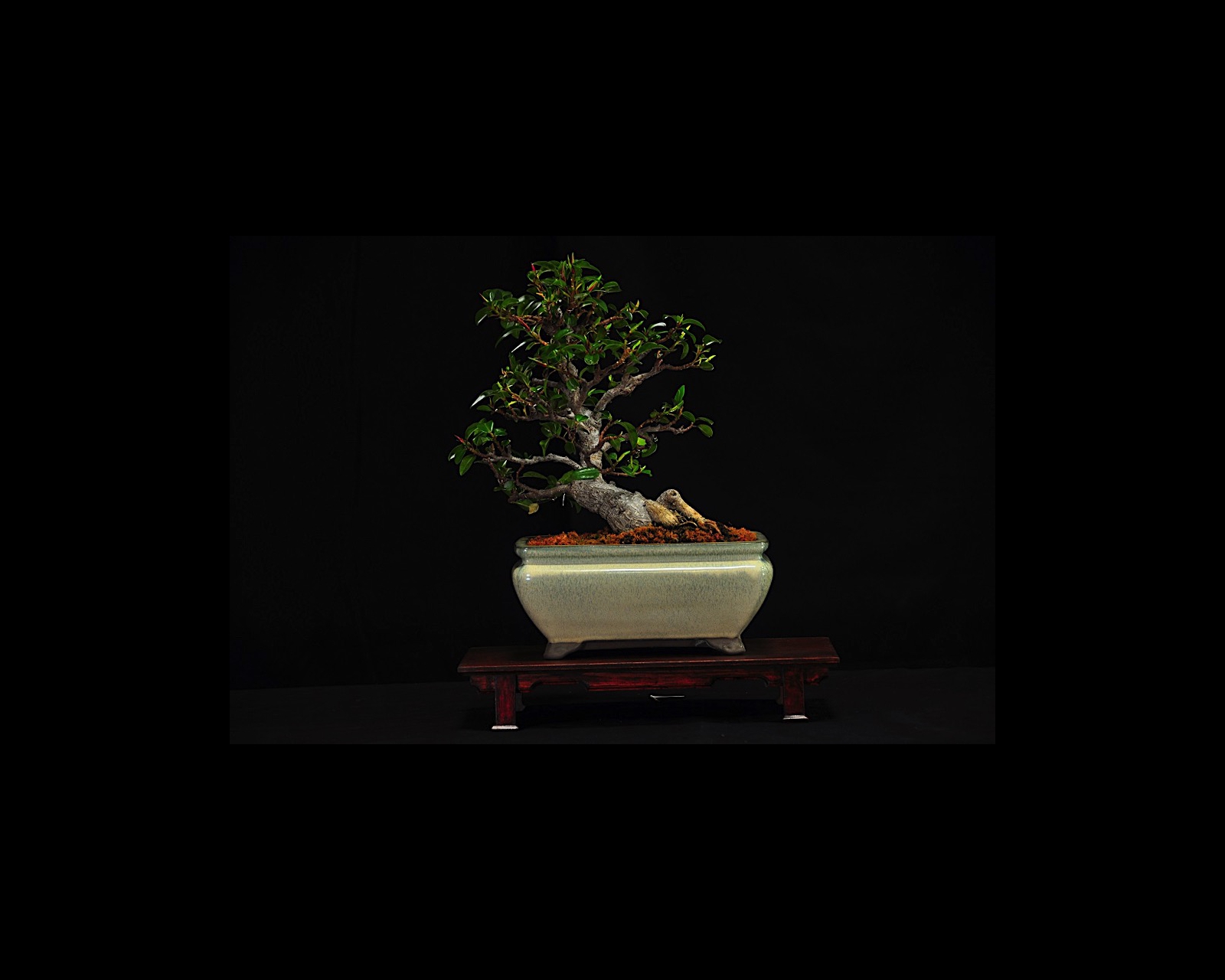 60 Fig
