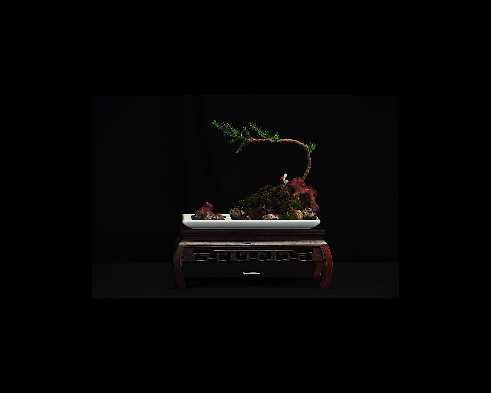 61 Chinese Juniper