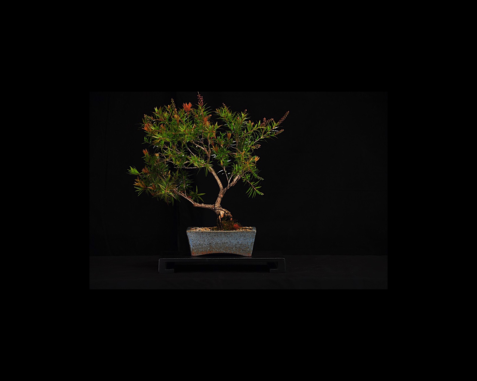 62 Bottlebrush