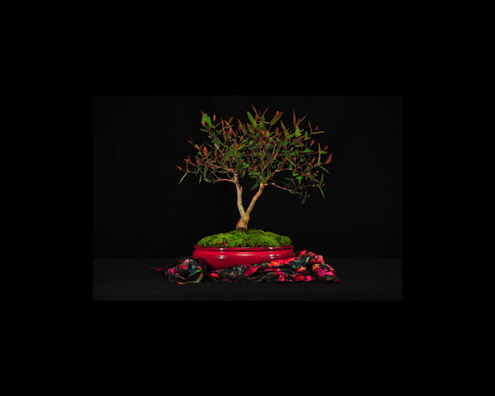 63 Rough-bark Apple Myrtle