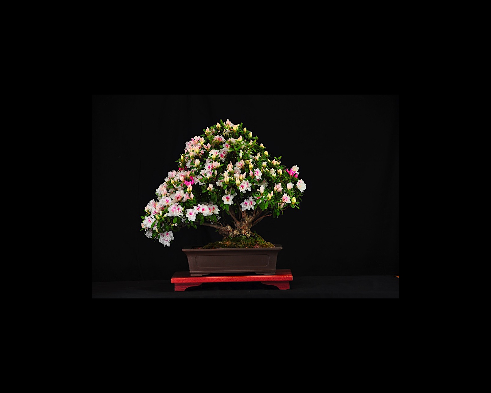 64 Azalea