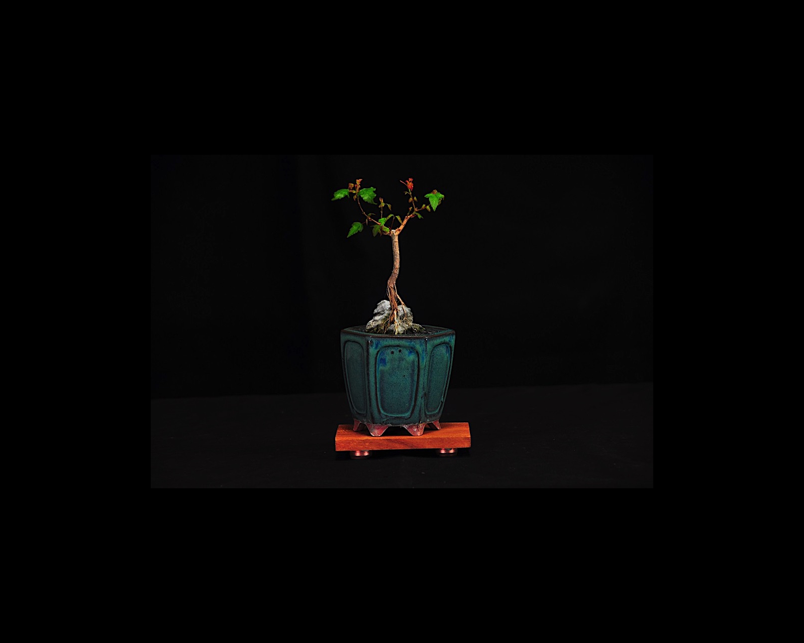 65  Trident Maple