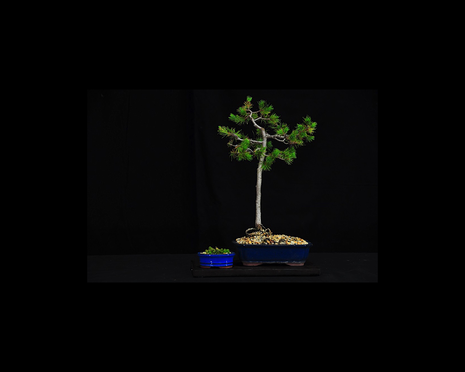 66 ANZAC (Lone) Pine