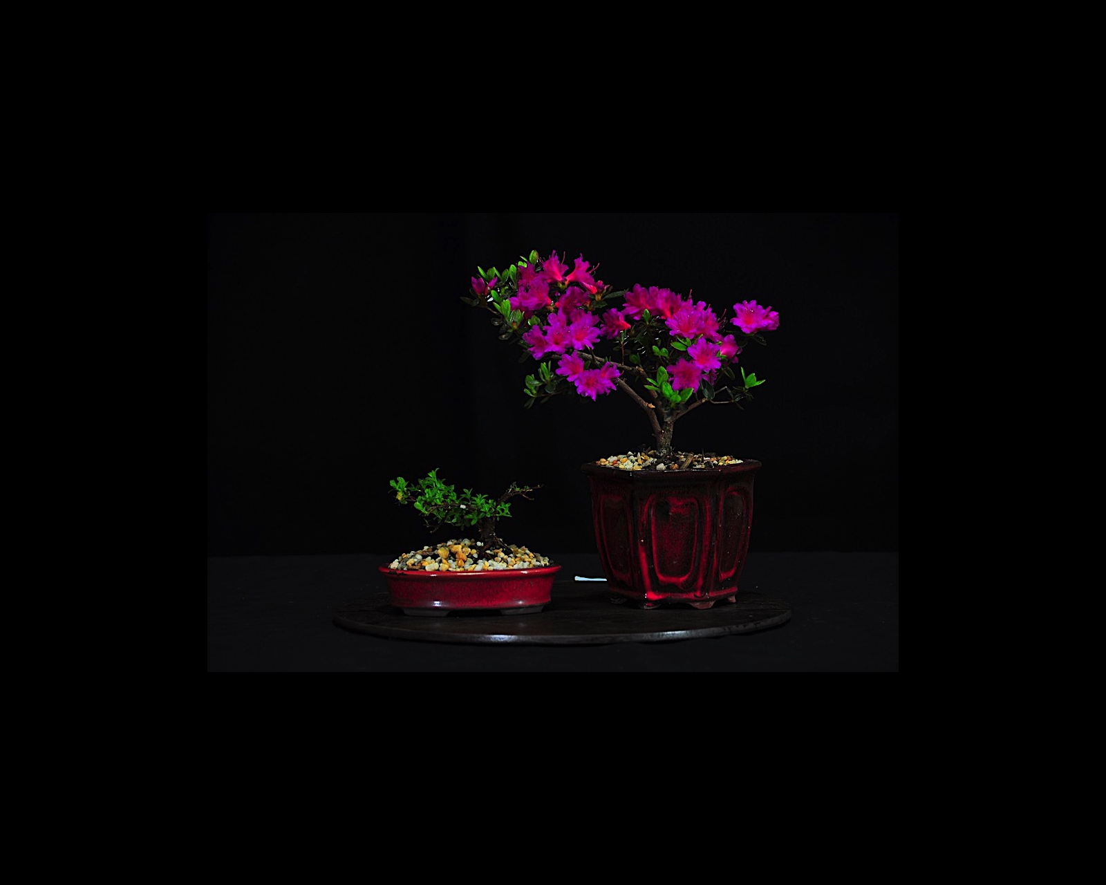 68 Azalea Sao-To-Me