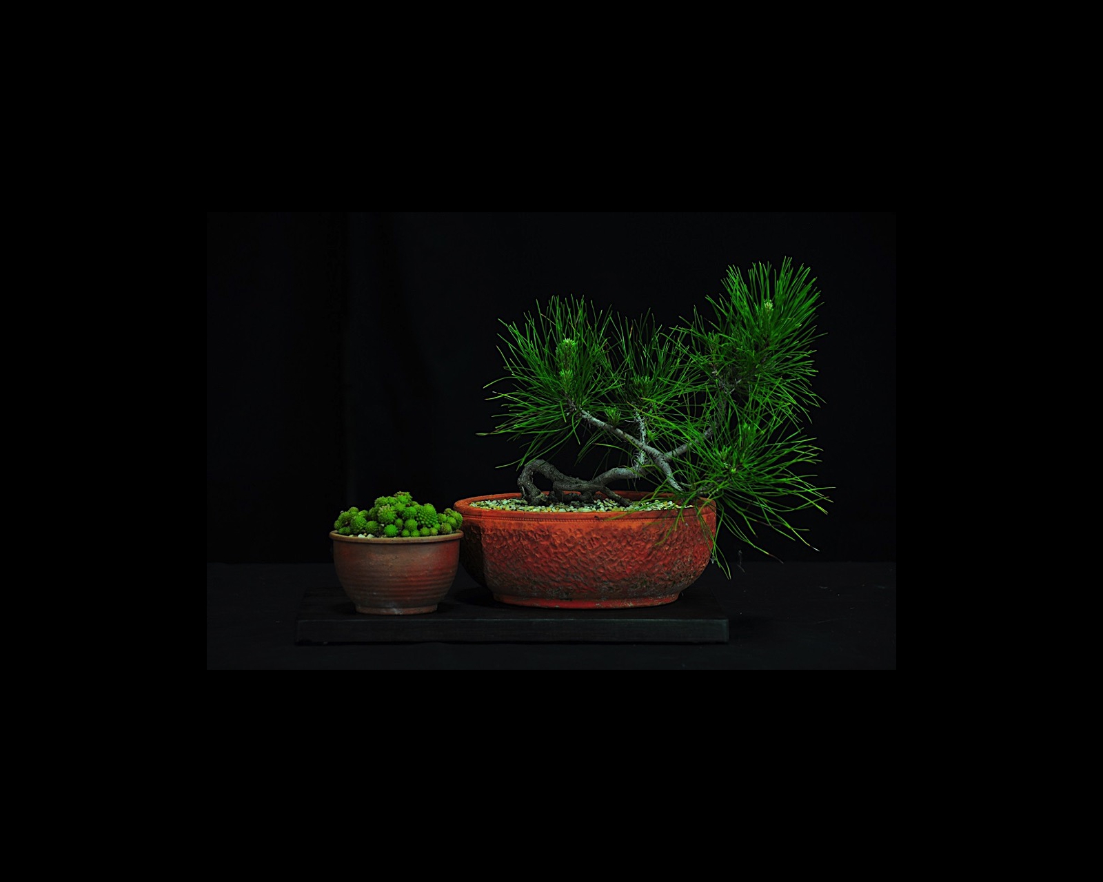 69 Radiata Pine