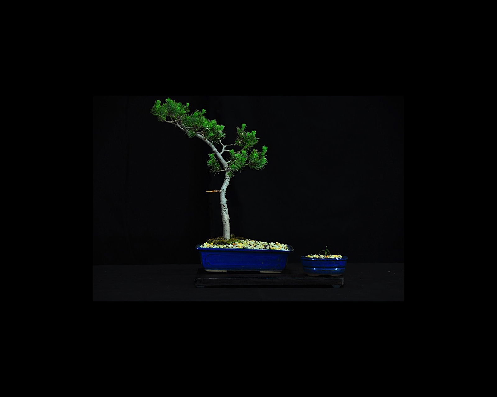 70 Stone Pine
