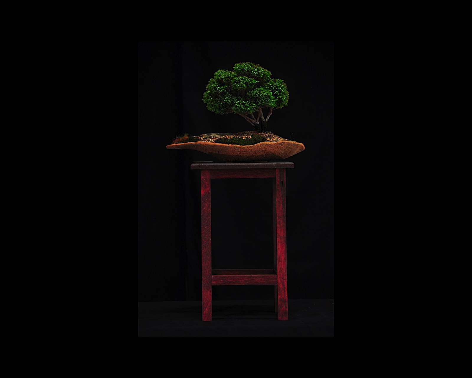 73 False Cypress