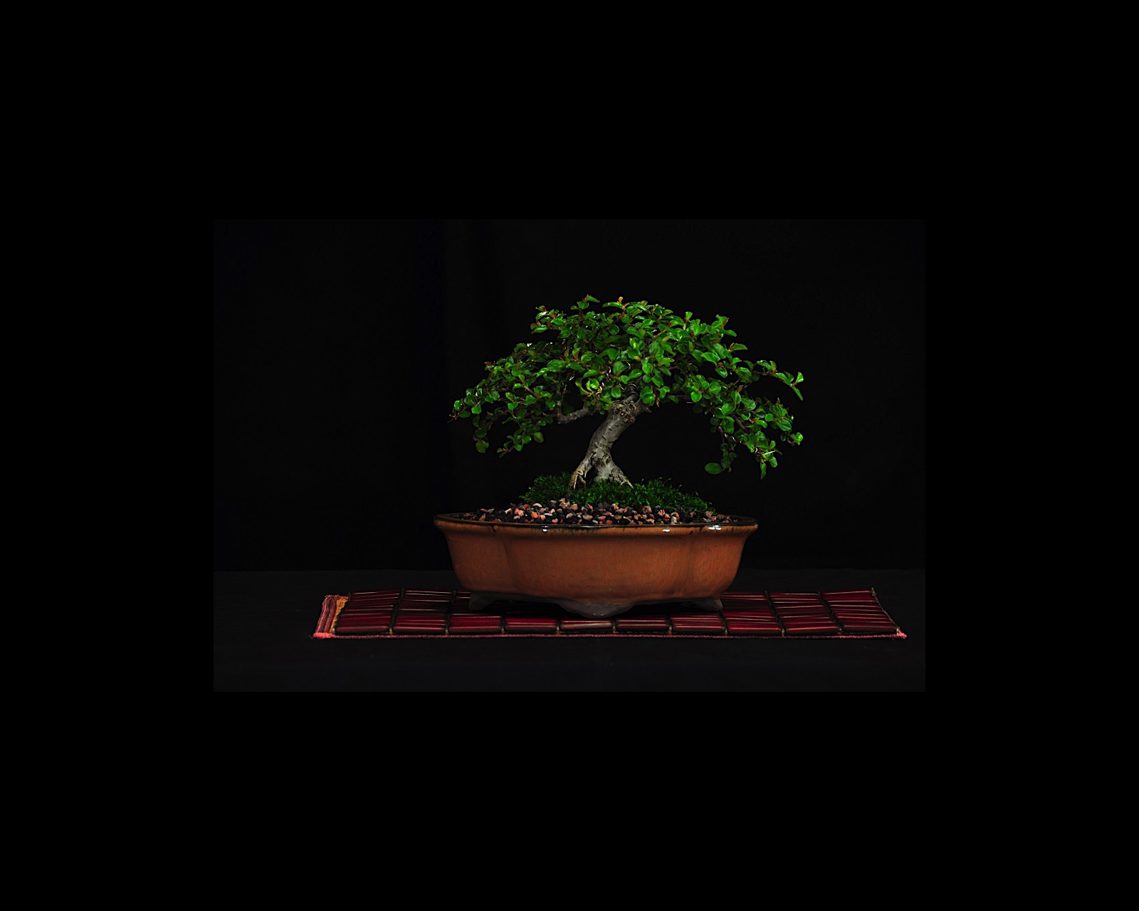 74 Cotoneaster