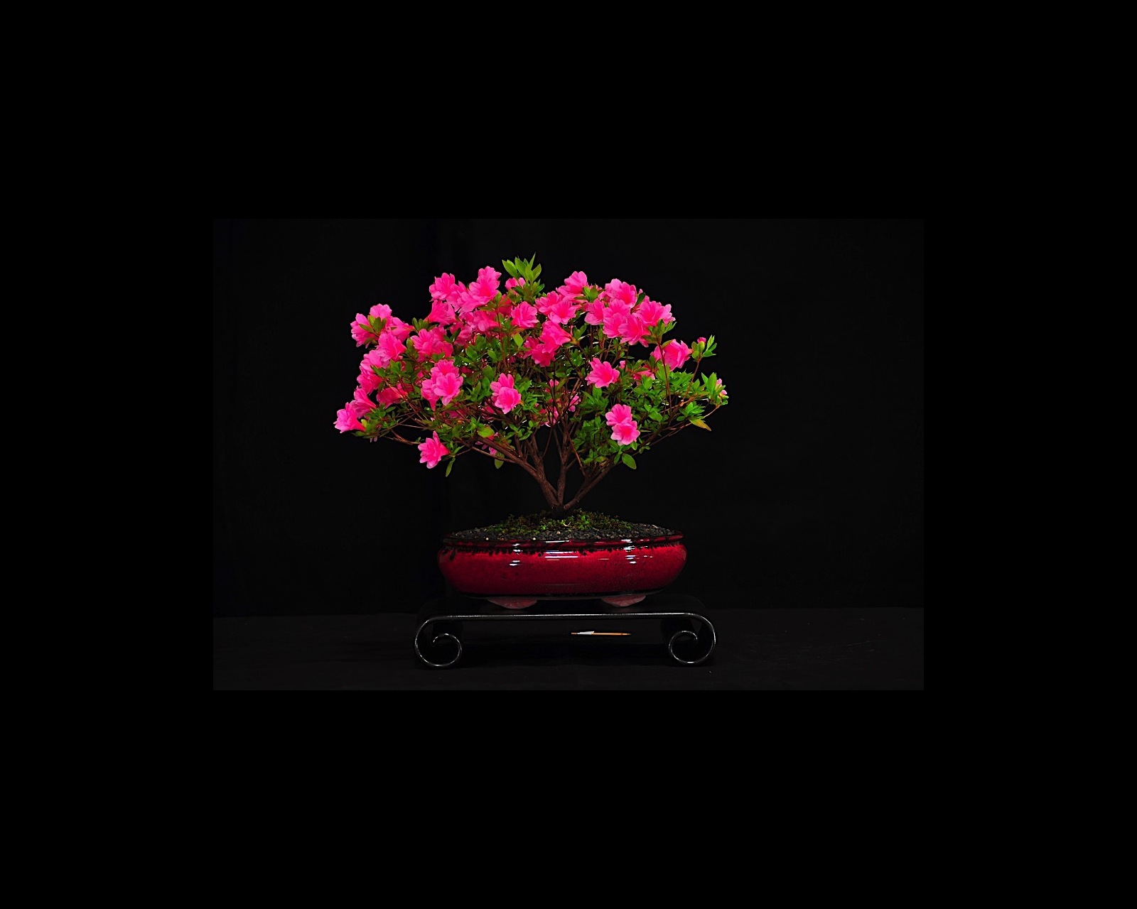 75 Kirin Azalea