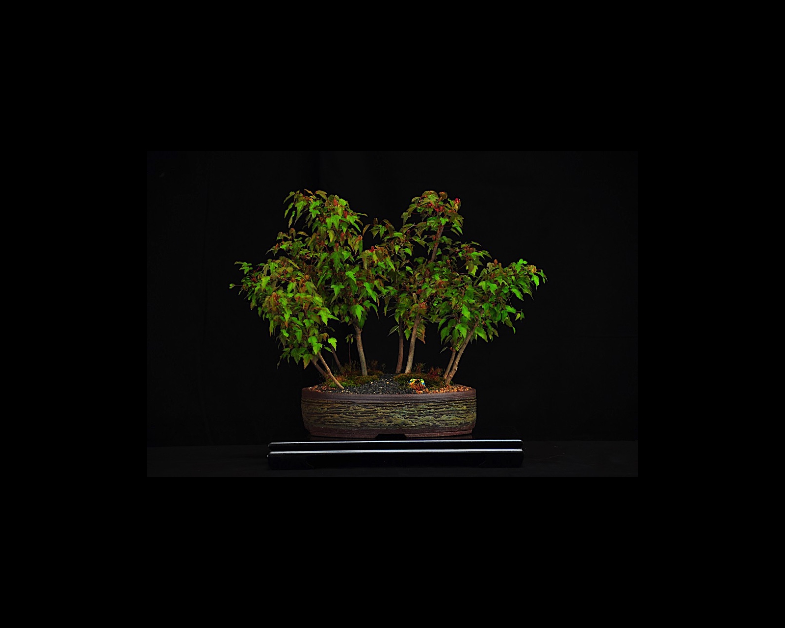 76 Trident Maple
