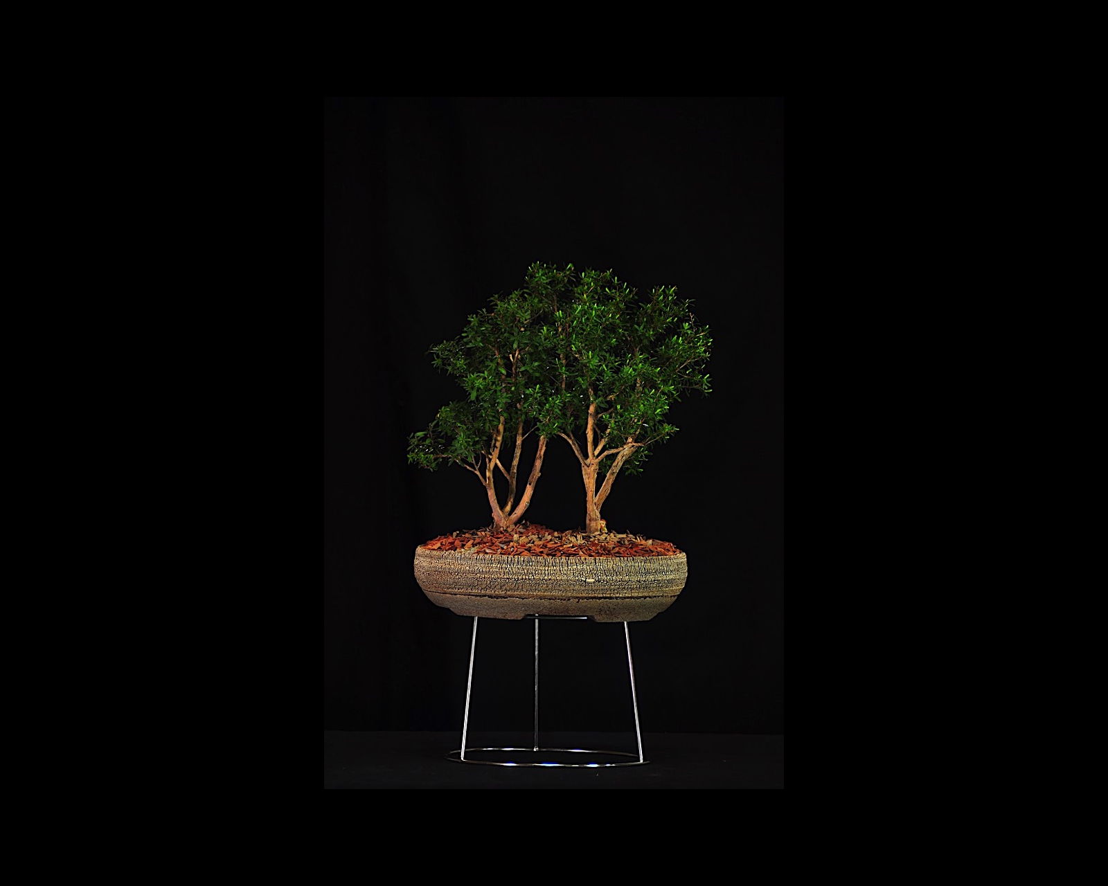 78 Kunzea