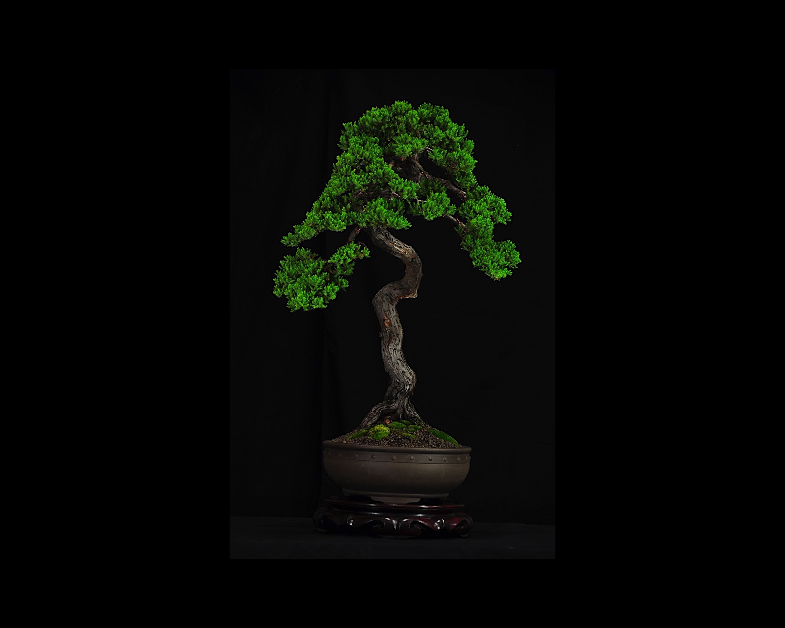 80 Juniper Squamata
