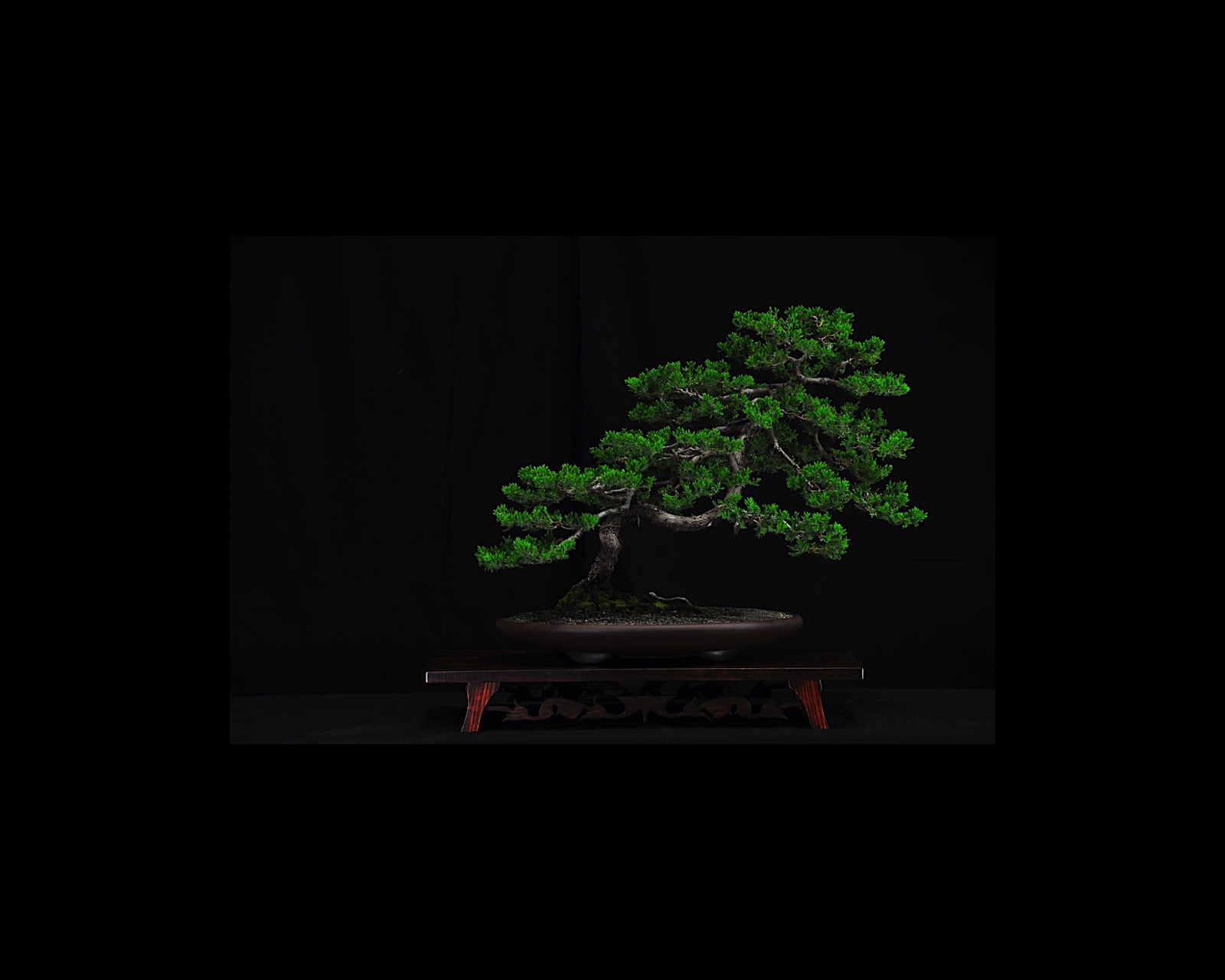 85 Prostrate Nepal Juniper