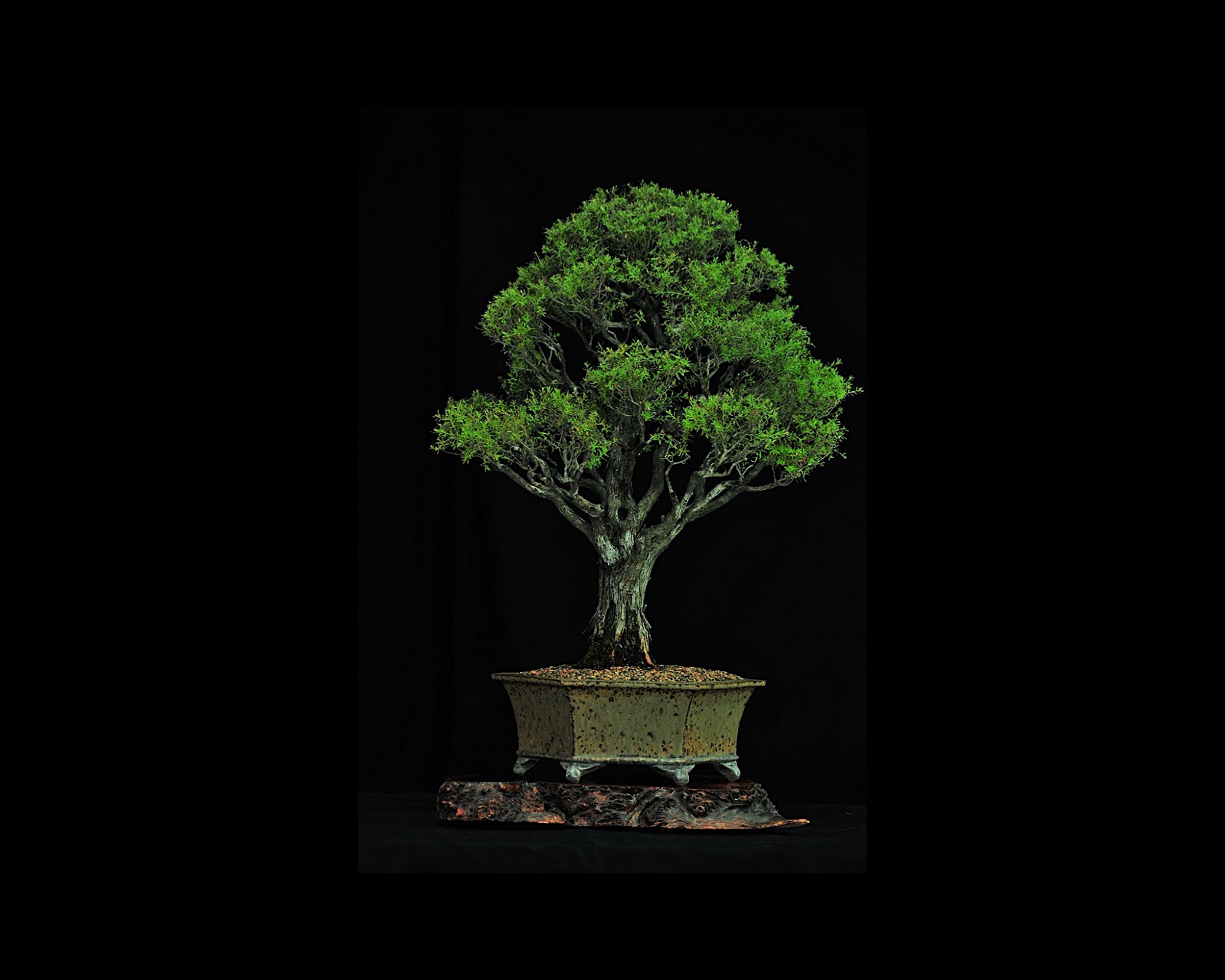 93 Woolley Tea Tree